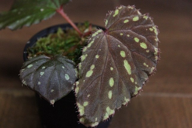 ベゴニア Begonia beccarii Bau Sarawak – 熱帯植物.com